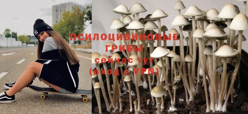 наркотики  Жигулёвск  кракен рабочий сайт  Галлюциногенные грибы Cubensis 